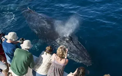 The Best Places to Go Whale Watching in California