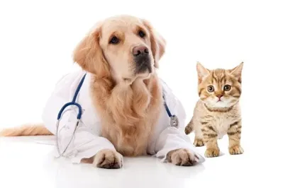 Affordable Pet Insurance for Just $10 a Month: Protect Your Furry Friend Today