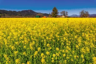 Best Times to Visit Napa Valley for Beautiful Weather and Affordable Rates