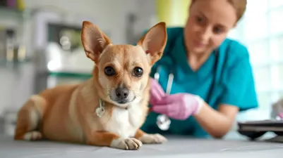 Understanding Veterinary Services in the U.S: How to Find the Right Veterinarian